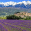 Provence Pháp – ngất ngây trước vẻ đẹp của hoa oải hương