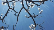 Một thoáng mùa xuân – một cái nhìn rất khác về mùa xuân