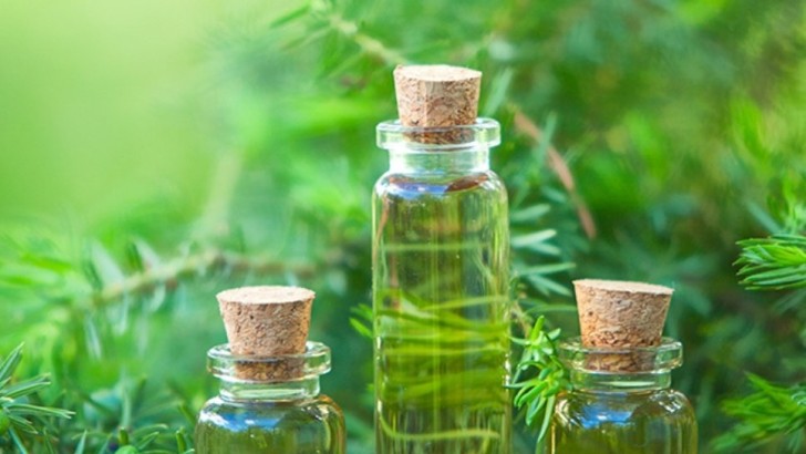 Tìm hiểu về Tinh dầu tràm có ích cho sức khỏe như thế nào