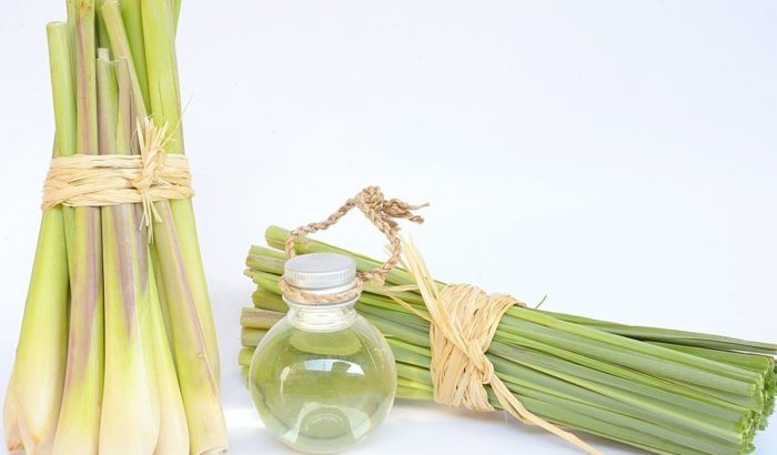 Lợi ích bất ngờ của tinh dầu sả chanh